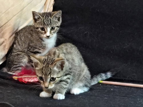 Kitten: Abby *Bonded Pair With Sister Ava* photo 2