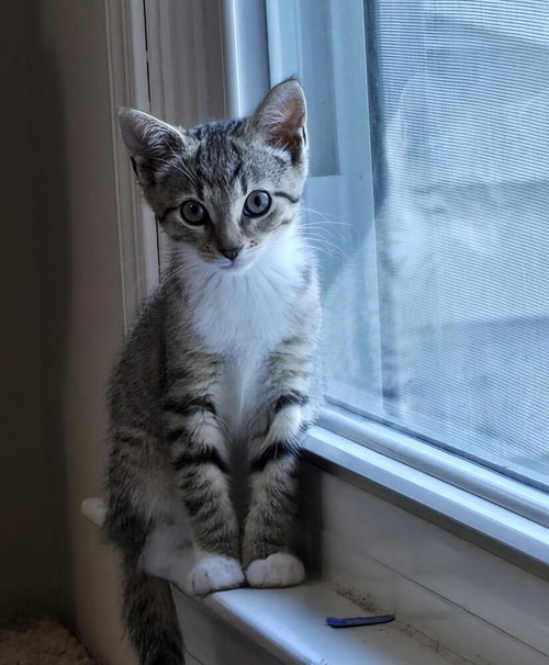 Kitten: Ava *Bonded Pair With Sister Abby*