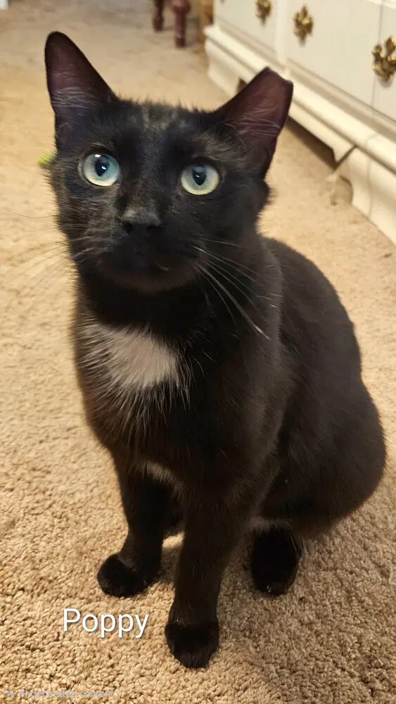 Momma Poppy Bonded Pair With Pippa - Domestic Short Hair
