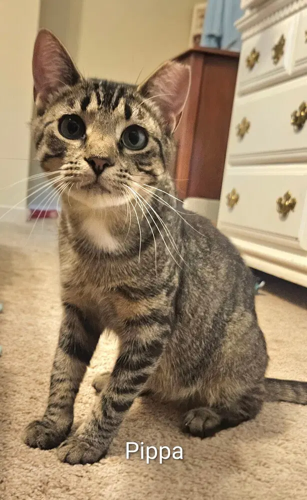 Pippa Bonded Pair With Momma Poppy - Domestic Short Hair