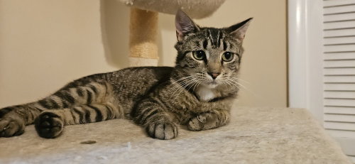 Photo 3 of Pippa *BONDED PAIR with Momma Poppy*