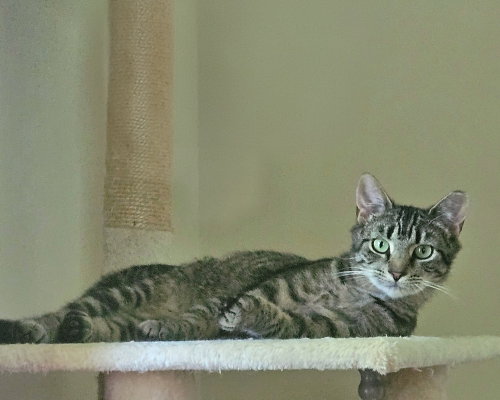 Photo 4 of Pippa *BONDED PAIR with Momma Poppy*