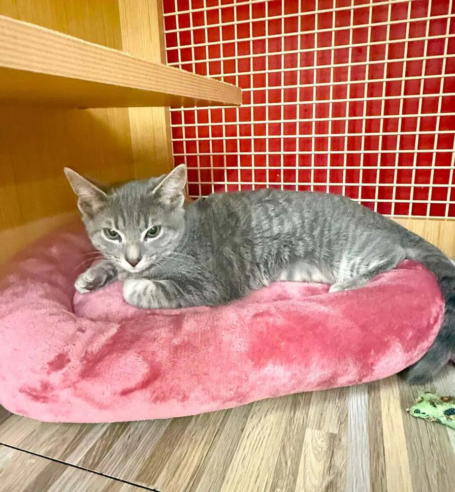 Kitten Carly Must Go Home With Sibling Max - Domestic Short Hair
