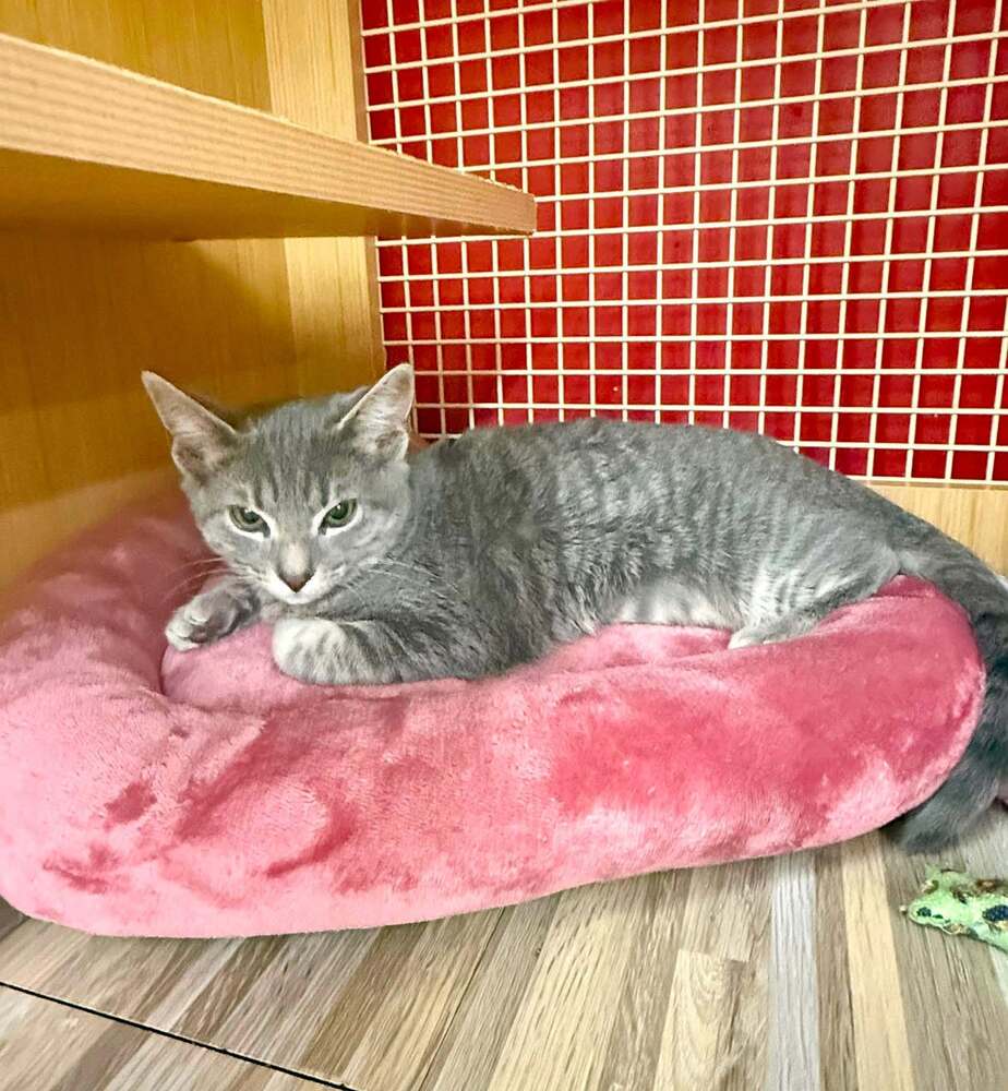 Kitten Carly Must Go Home With Sibling Max