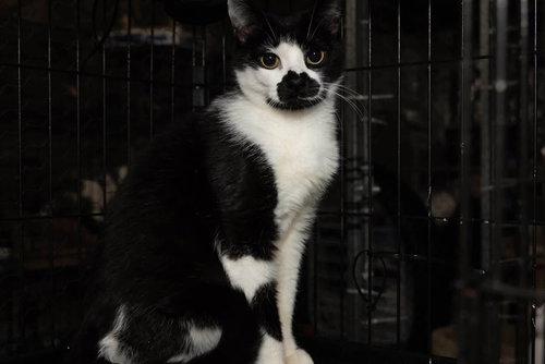 Momma Cherry, a cat for adoption from Animal Safe Haven and Adoptions, Inc.