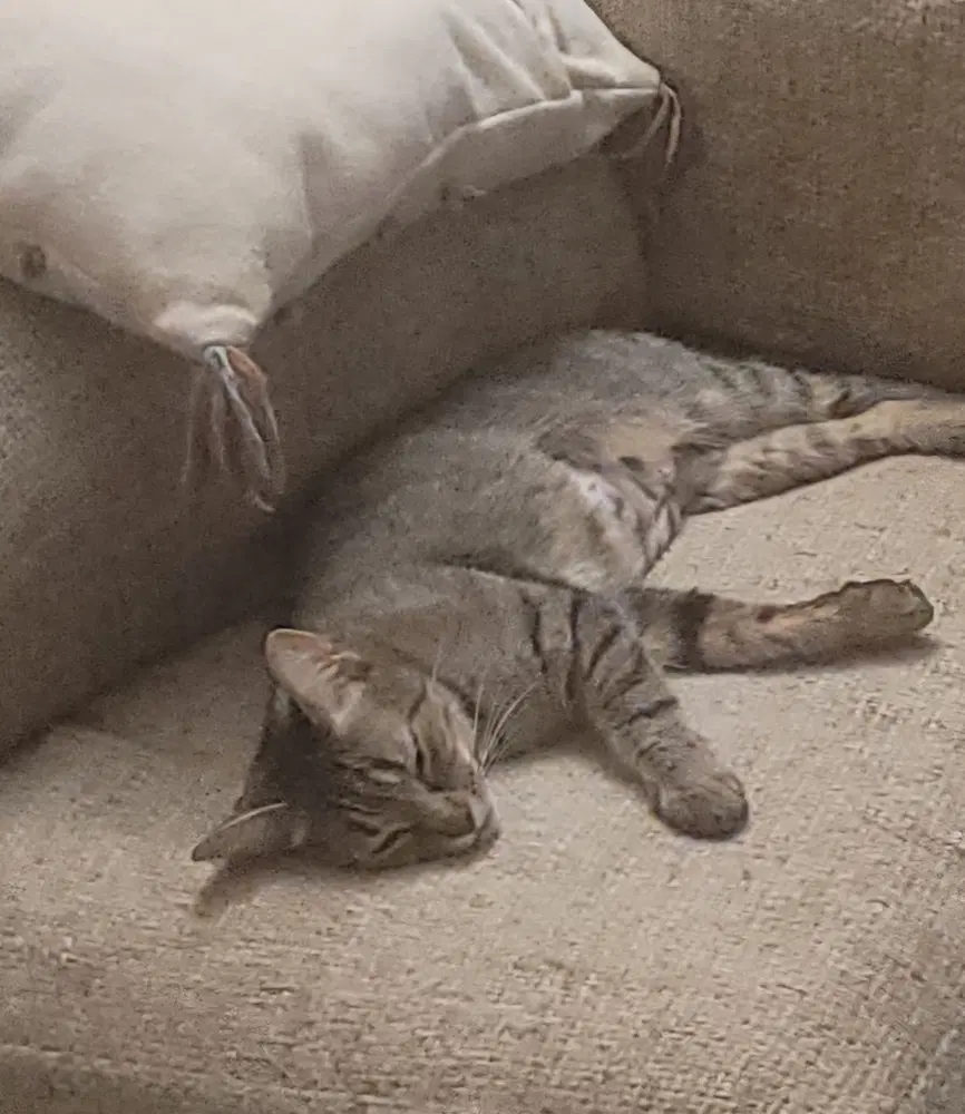 Momma Deena - Domestic Short Hair