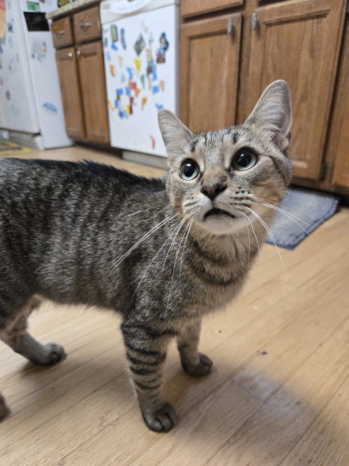 Momma Deena, a cat for adoption from Animal Safe Haven and Adoptions, Inc.