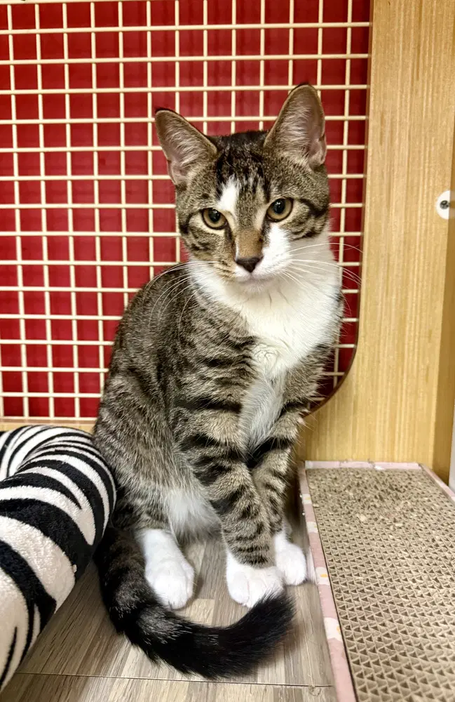 Kitten Aj Featured At The Petco In Columbia Md - Domestic Short Hair