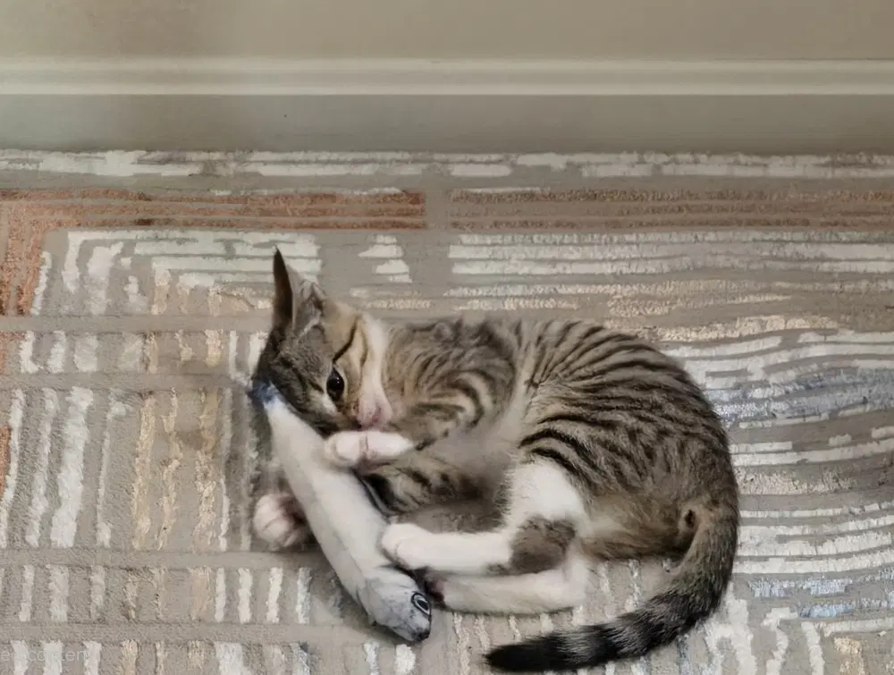 Kitten Aj Featured At The Petco In Columbia Md image 2