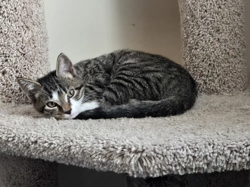 Kitten Aj Featured At The Petco In Columbia Md image 3