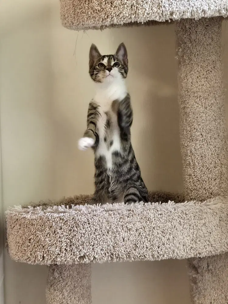 Kitten Aj Featured At The Petco In Columbia Md image 4
