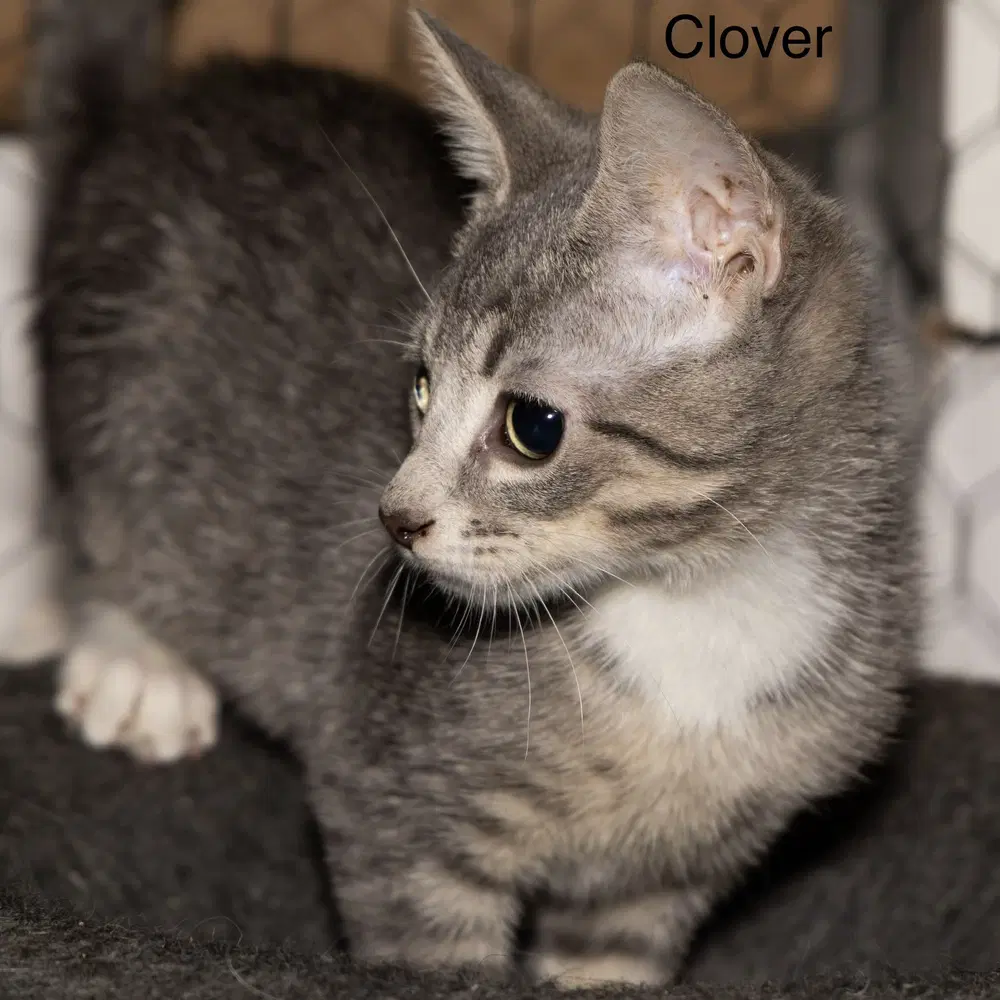 Kitten Clover image 1