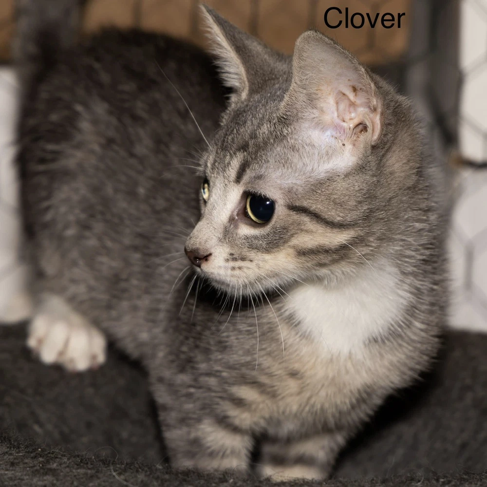 Kitten Clover
