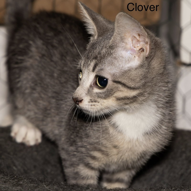 Kitten, a female kitten up for adoption