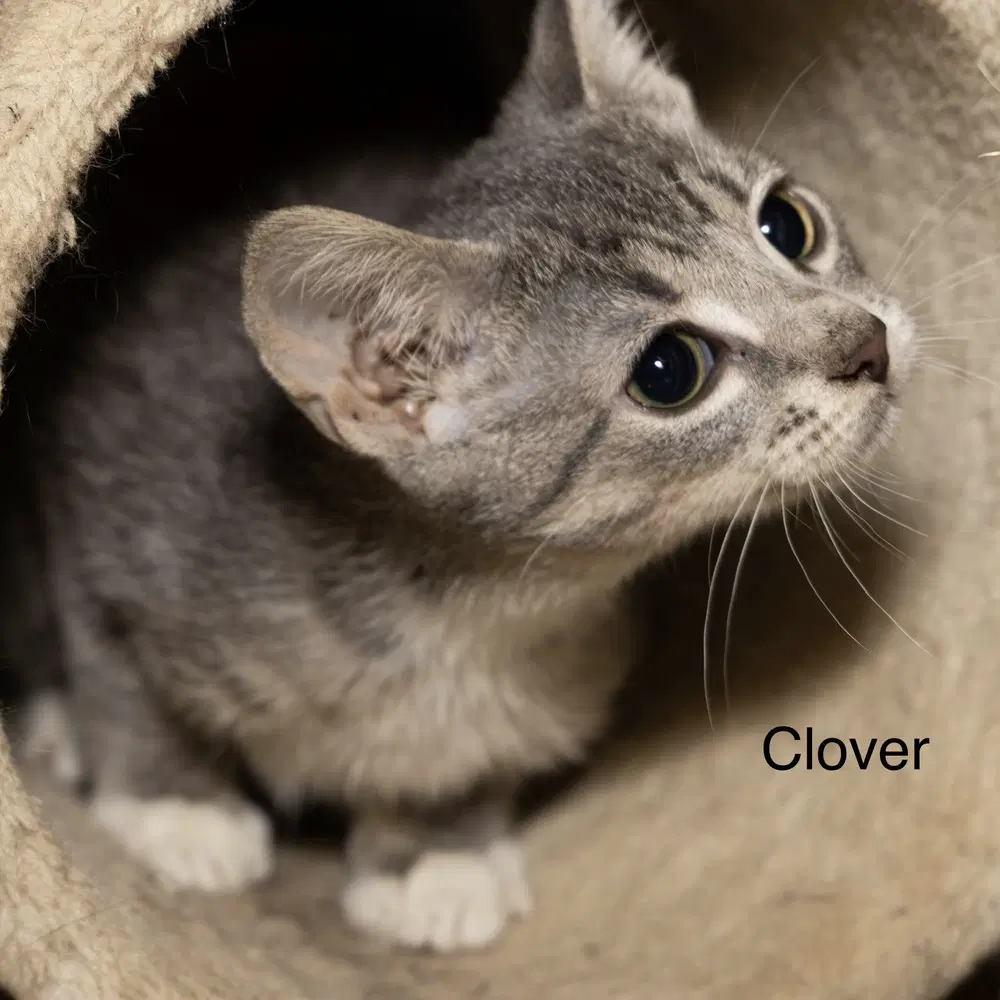 Kitten Clover image 2