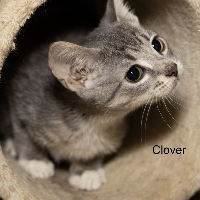 Kitten, photo 2