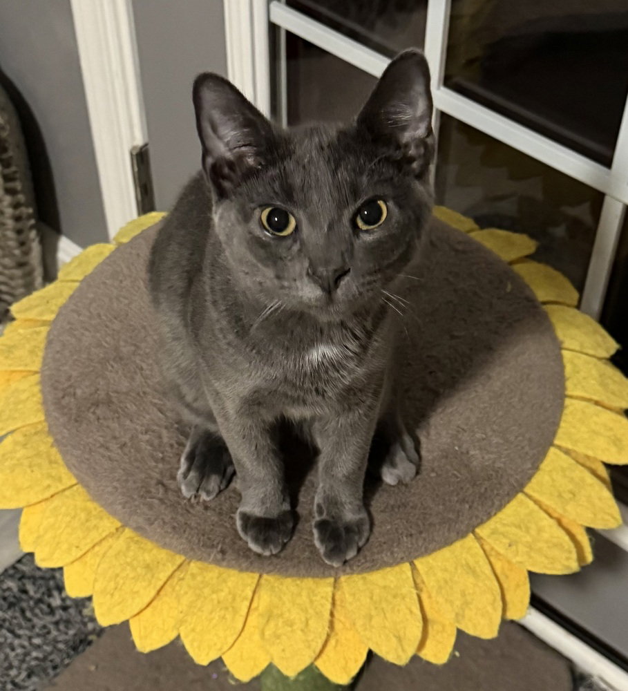 Kitten: Xander, Domestic Short Hair