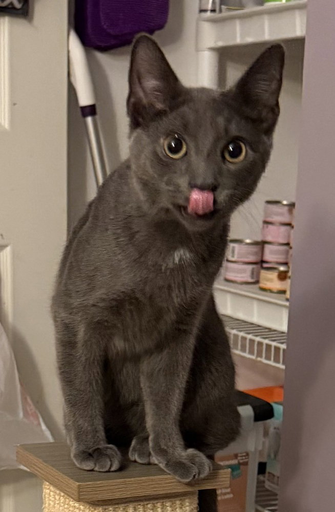 Kitten: Xander, photo 2