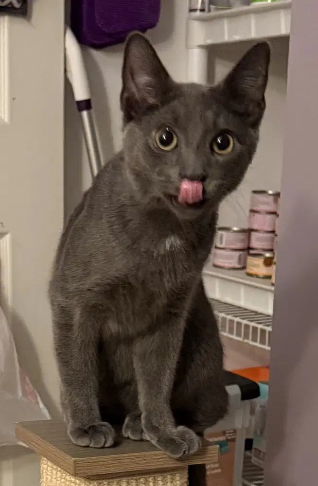 Kitten Xander image 2