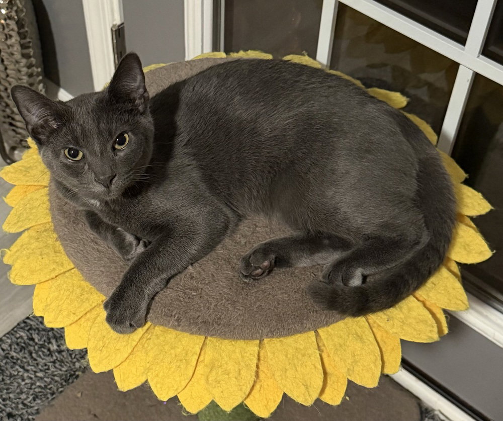 Kitten: Xander, photo 3