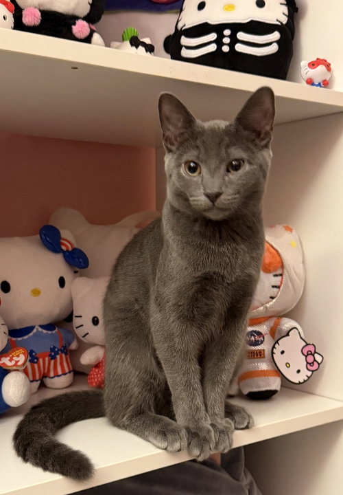 Photo 4 of Kitten: Xander
