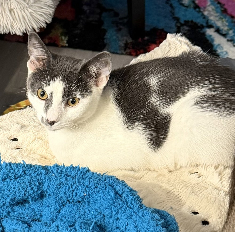 Kitten: Ximi, Domestic Short Hair