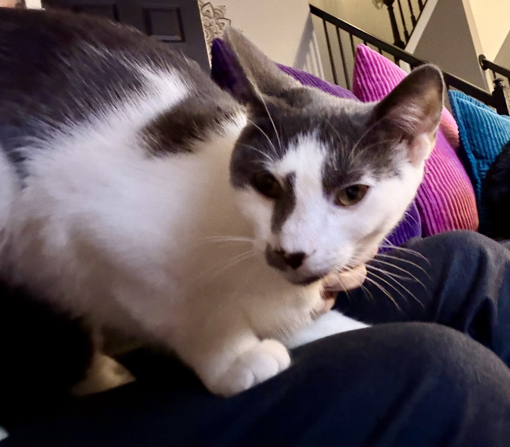 Kitten: Ximi, photo 2