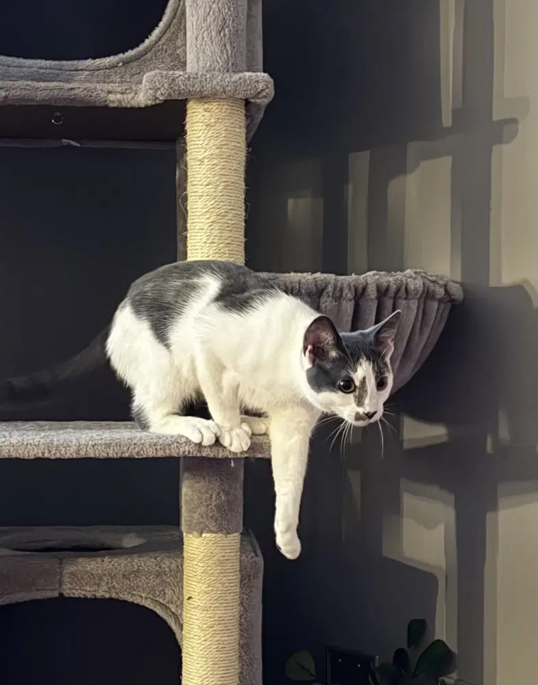 Kitten Ximi image 3