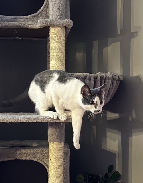 Photo 3 of Kitten: Ximi