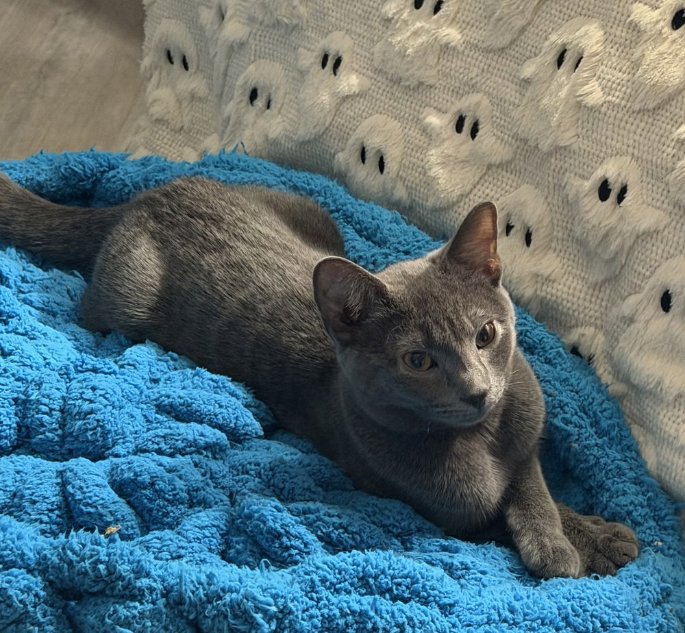 Kitten: Xandi, Domestic Short Hair