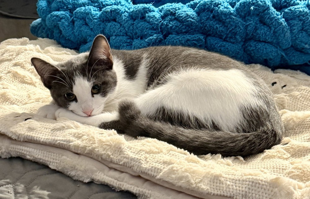 Kitten: XimXim, Domestic Short Hair