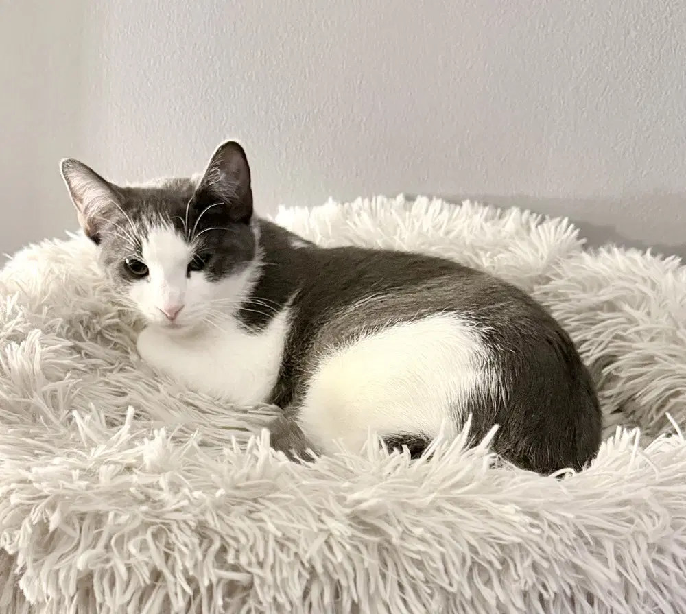 Kitten Ximxim image 2