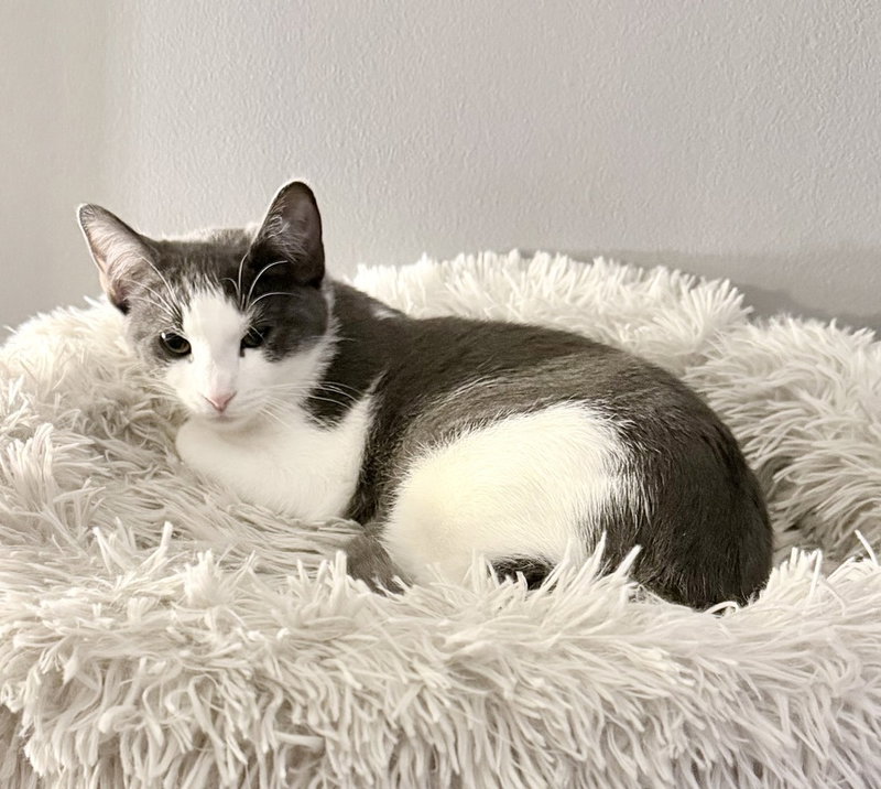 Kitten, photo 2