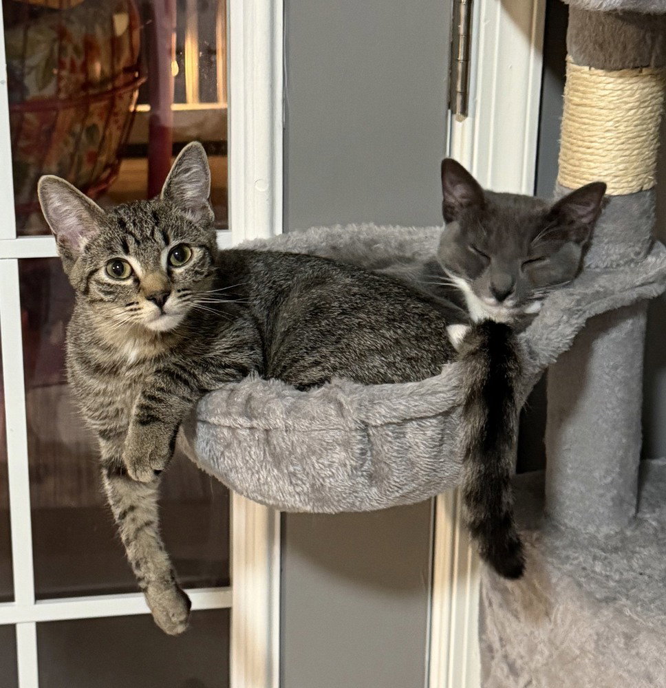 Kitten: Xyla *BONDED PAIR with Xtra*, Domestic Short Hair