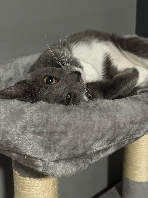 Photo 2 of Kitten: Xyla *BONDED PAIR with Xtra*