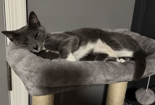 Photo 3 of Kitten: Xyla *BONDED PAIR with Xtra*
