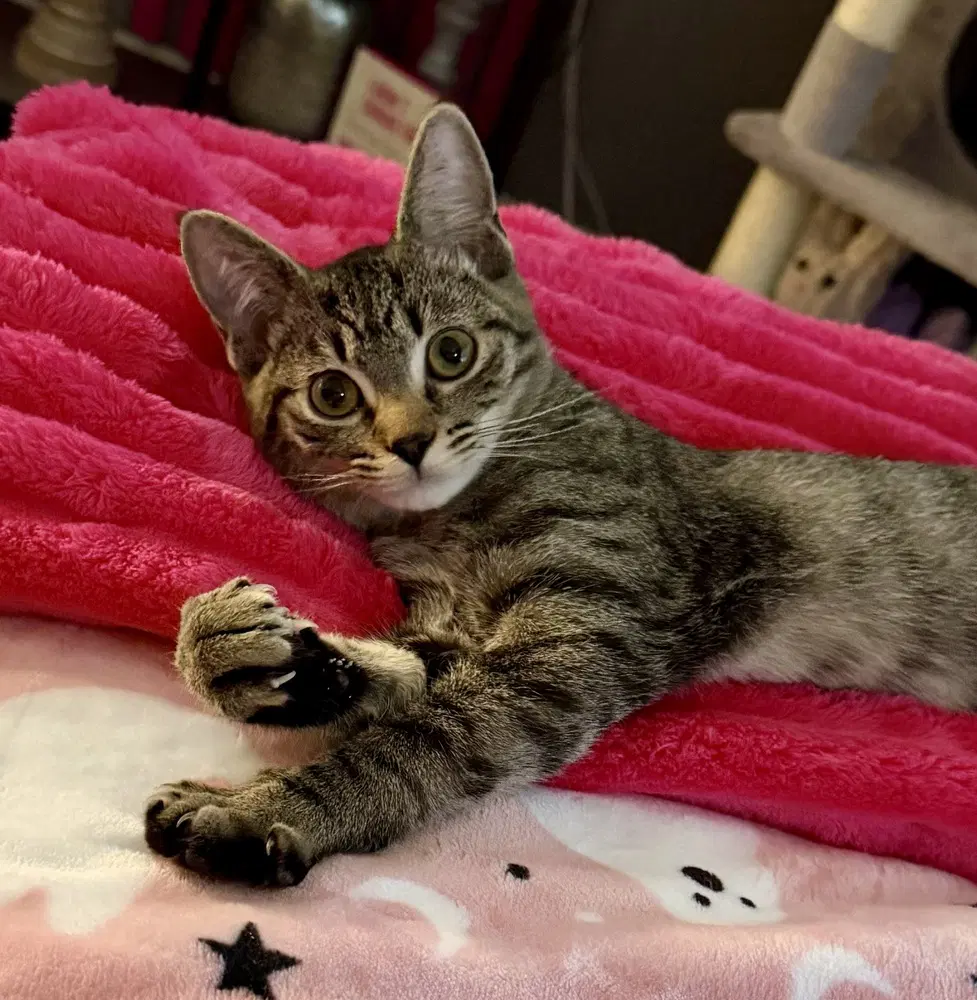 Kitten Xtra Bonded Pair With Xyla image 2
