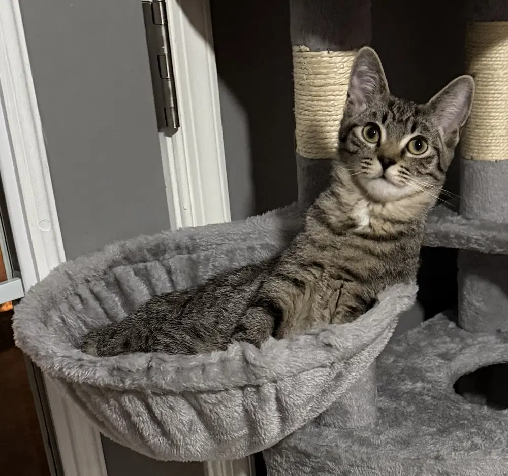 Kitten Xtra Bonded Pair With Xyla image 3
