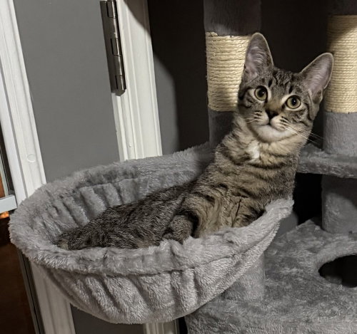 Photo 3 of Kitten: Xtra *BONDED PAIR with Xyla*