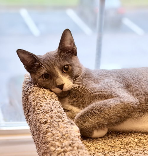 Kitten: Xylo, a cat for adoption from Animal Safe Haven and Adoptions, Inc.