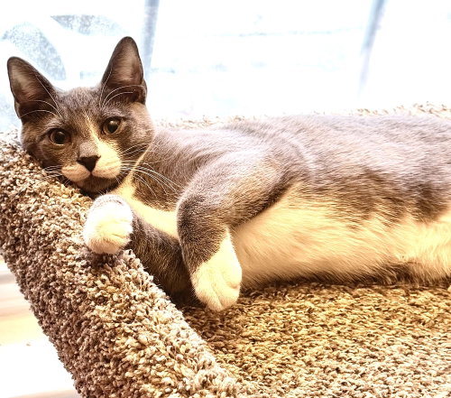 Photo 3 of Kitten: Xylo