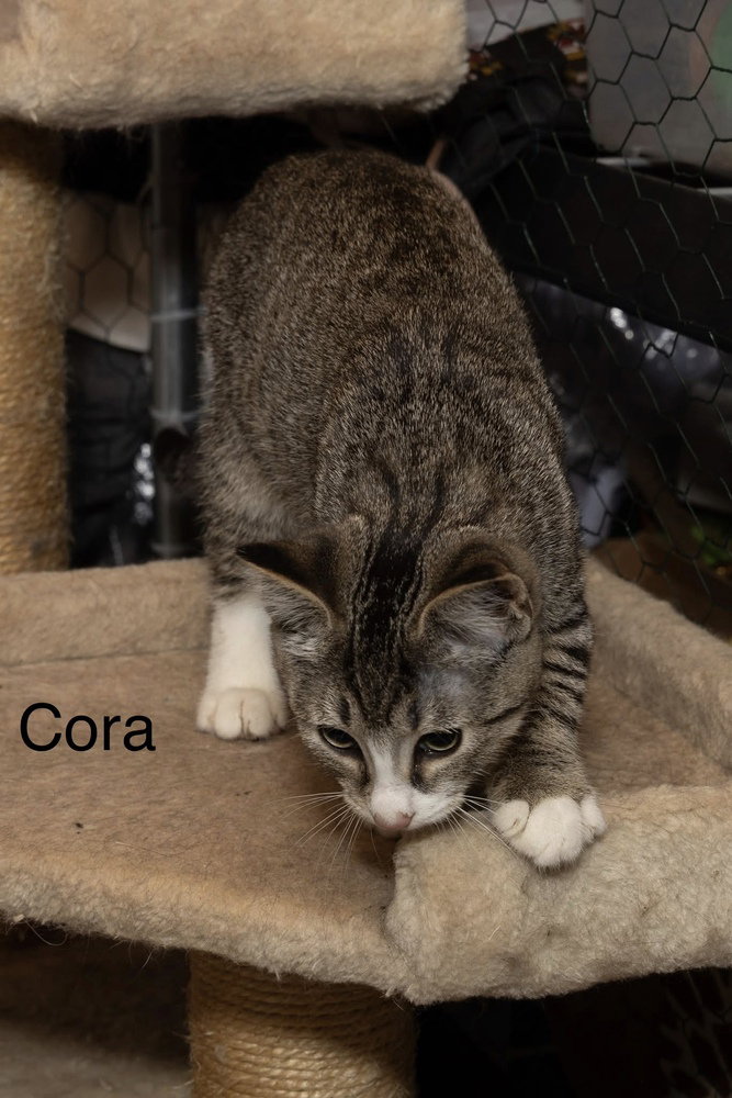 Kitten: Cora, Domestic Short Hair