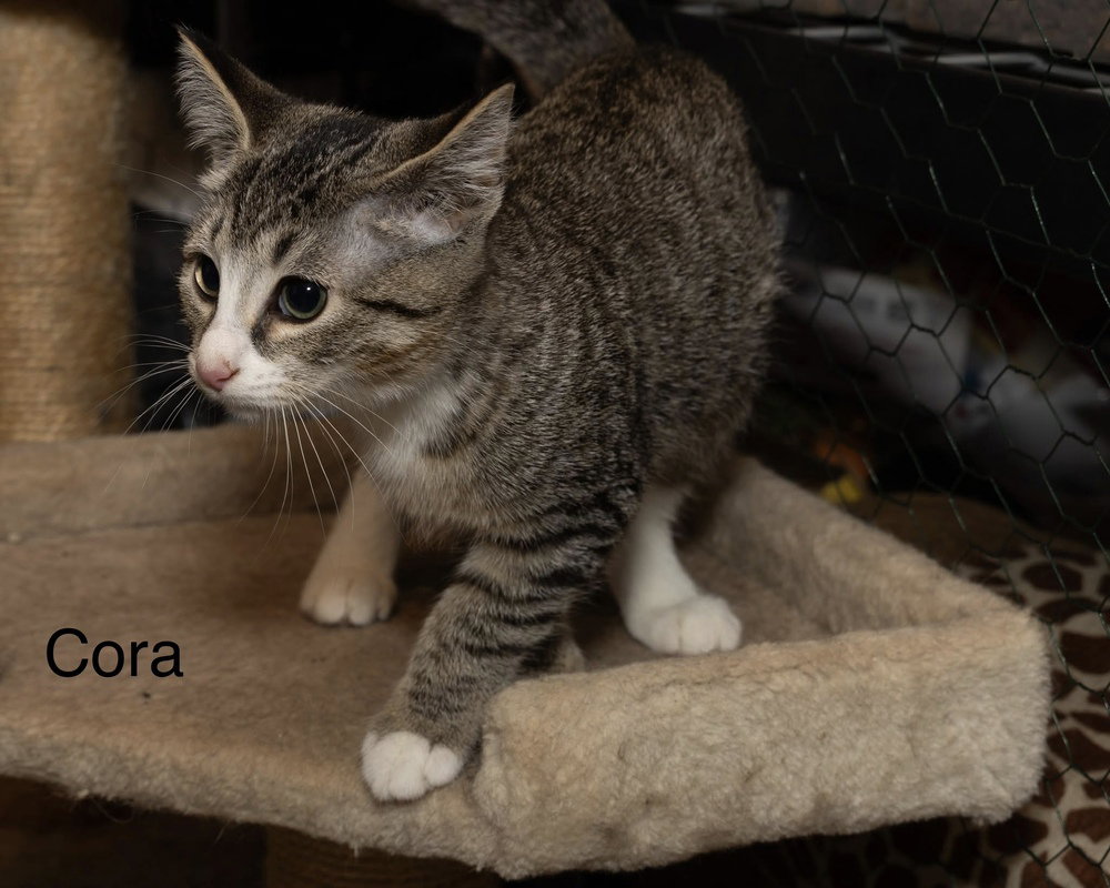 Kitten: Cora, photo 2