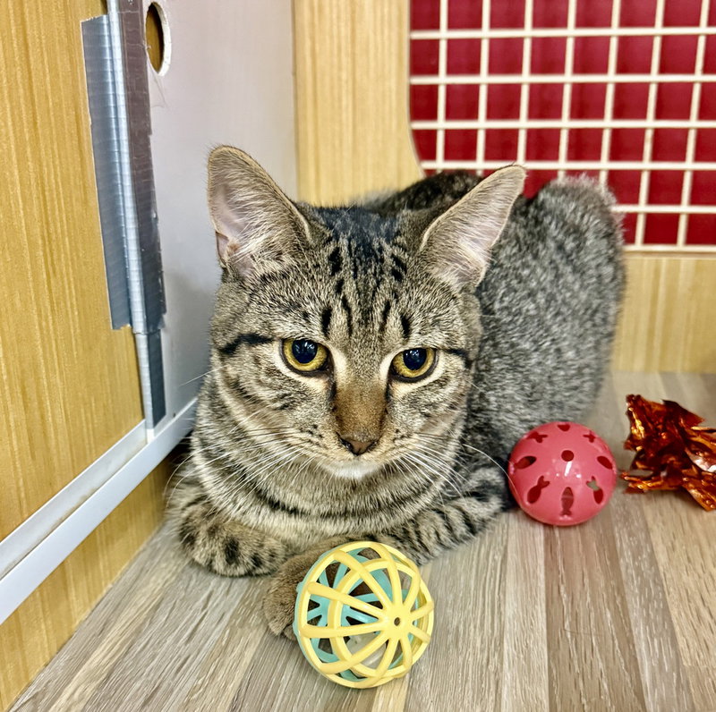 Kitten, a female kitten up for adoption