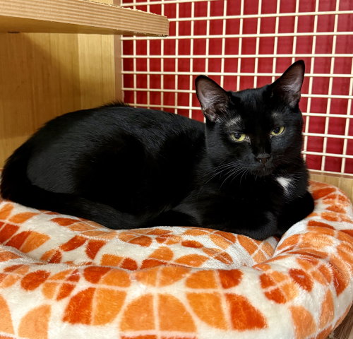 Kitten: Halo, a Domestic Short Hair cat for adoption in Columbia, md, photo 1 of 4