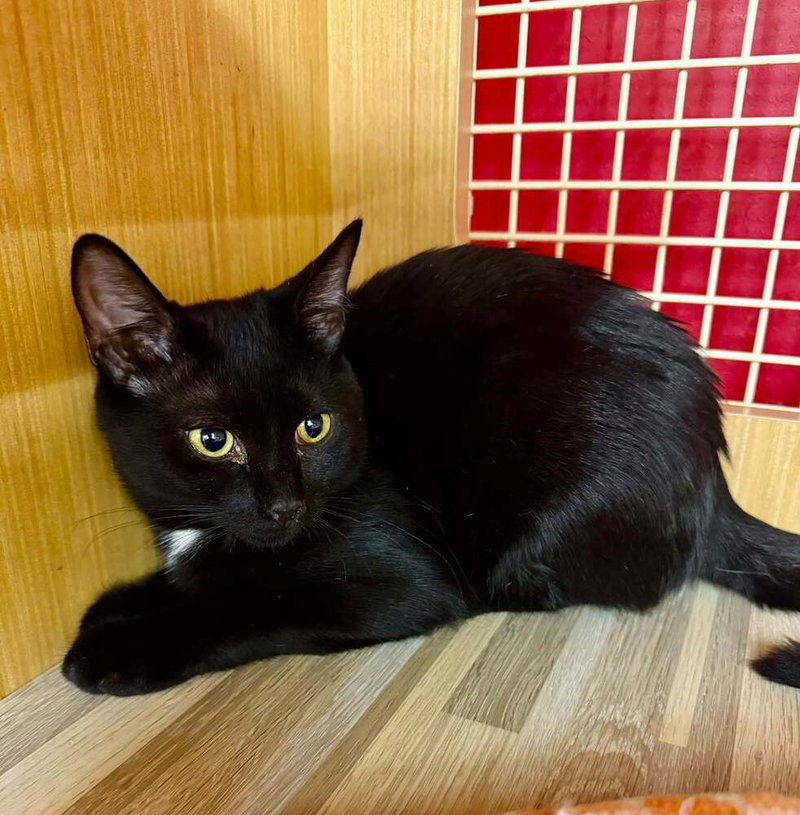 Kitten, photo 3