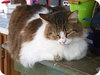 George - Photo 4
