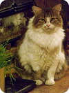 George - Photo 5