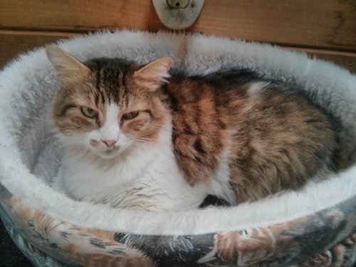 GEORGE - Domestic Medium Hair available for adoption