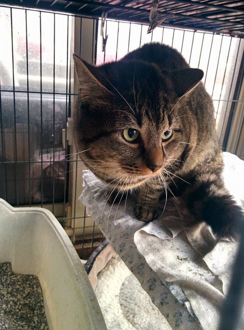 JOHN - Domestic Short Hair available for adoption